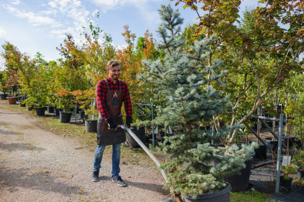 Best Tree Mulching  in Granite Falls, MN